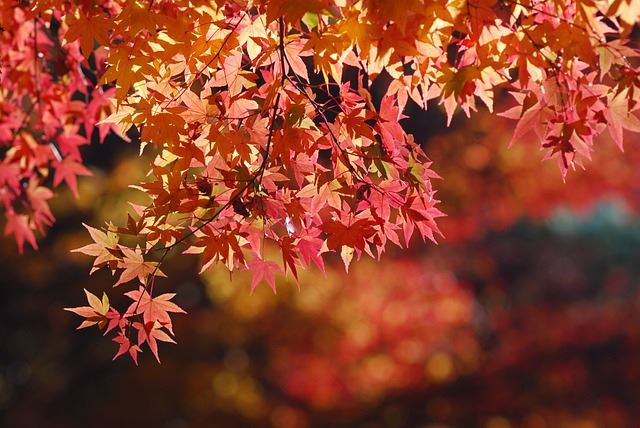 日本楓葉延遲登場！紅葉見頃晚2週　「東京、大阪」要等到12月