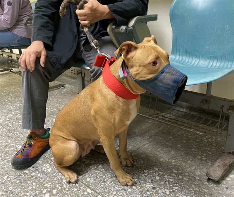 疑雲重重！網嗆飼主「王大陸不會開車門，比特犬會開車窗？」